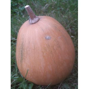 Courge sucrine du berry