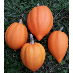 Courge acorn orange