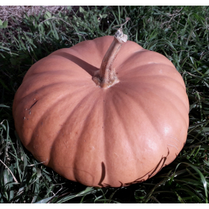 Courge tancheese vendue en quartier