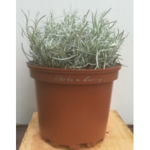 Herbe à curry pot de 17 cm