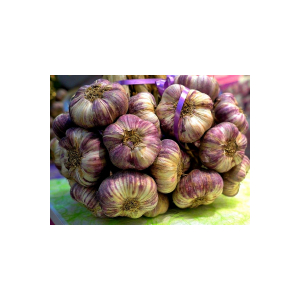Ail  violet du gers