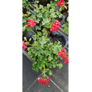 Géranium demi lierre mex rouge