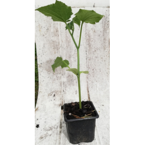 Concombre le généreux