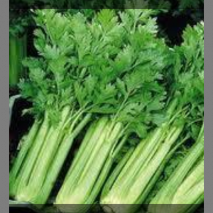 Céleri branche