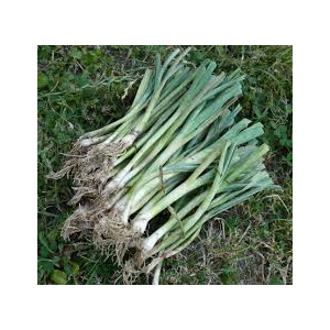 Plants de poireaux (en botte)  x 50