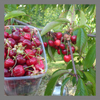 Bigarreaux bio 1 kg