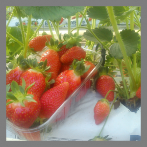 Fraise manon des fraises