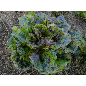Laitue romaine léopard