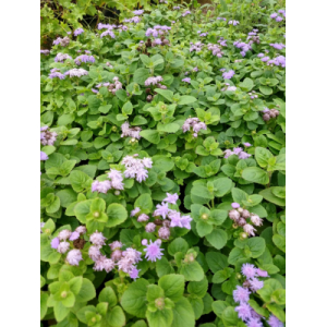 Ageratum nain bleu