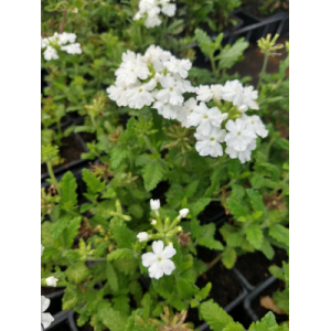 Verveine retombante blanc