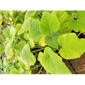 Courge ventoux musquée