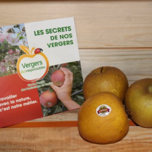 Pomme bertanne