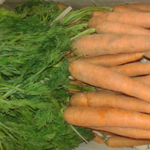 Carotte botte