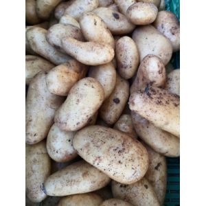Pomme de terre nouvelle spunta au kg