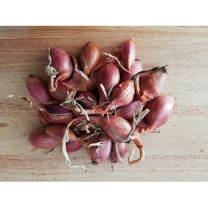 échalote traditionnelle nouvelle