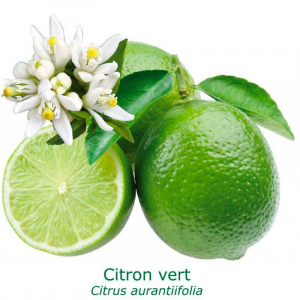 Citronnier lime de tahiti pot 20 cm