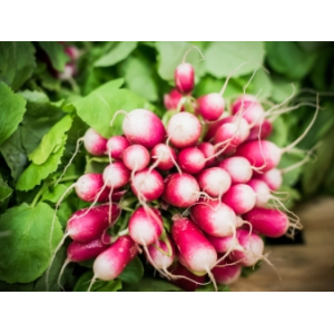 Radis rose