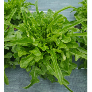 Cressonnette du maroc ou radichetta