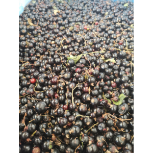 Cassis en vrac surgelé