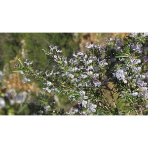 Aromate sec romarin fleur