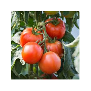 Tomates rondes bio