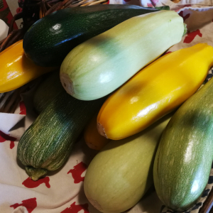 Courgettes longues colorées