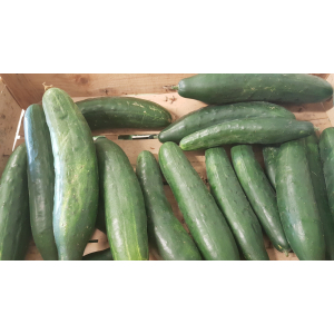 Concombre à piquants bio