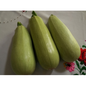 Courgettes blanches de trieste