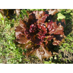 Laitue batavia brune