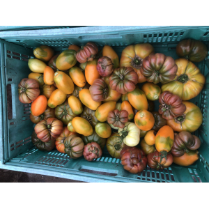 Tomates anciennes