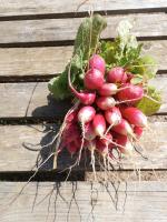 Radis rose