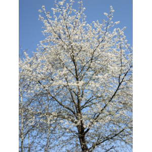 Duo printemps-fleurs de forêt (15)