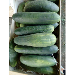 Concombre 100% bio