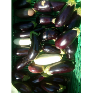 Aubergines 100% bio