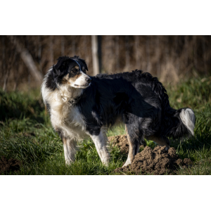 Chutes de viandes pour animaux