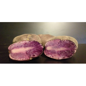 Pomme de terre bleue d'artois
