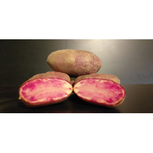 Pomme de terre rouge des flandres