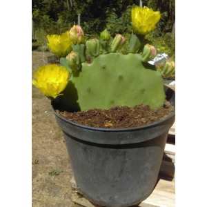 Opuntia inermis - oponce rustique -