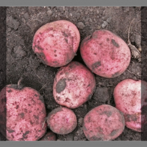 Pomme de terre rouge 'désirée'