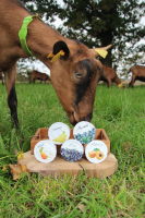 4 yaourts au cassis - lait de chèvre