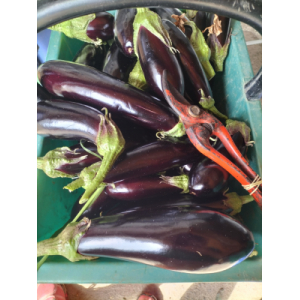 Aubergine
