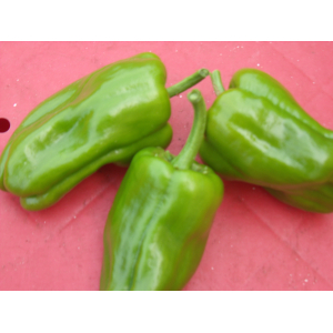 Poivron vert