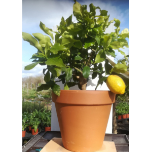 Citronnier bonsaï 4 saisons pot tc 29 cm