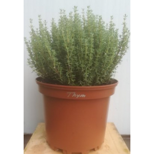 Thym en pot de 17 cm