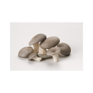 Champignons pleurotes grises bio