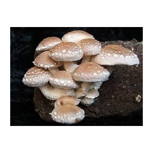 Champignons shiitakes bio