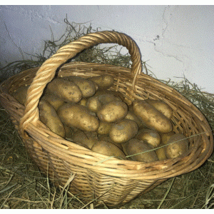 Pomme de terre nouvelle variété alliance