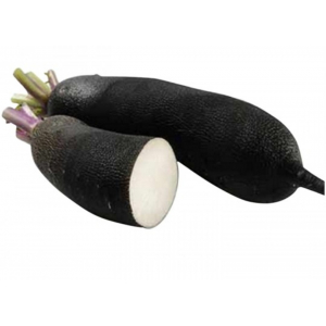 Radis noir