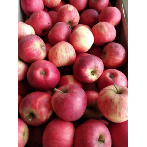 Elista 95g/120g cat.1