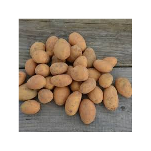 Pomme de terre ditta bio